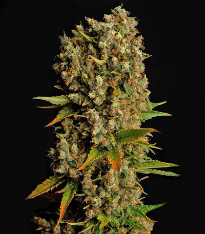 Семена сорта 1024 fem (Medical Seeds)