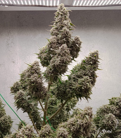 Семена сорта Auto Cinderella Jack fem (Dutch Passion)