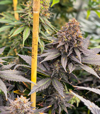 Семена сорта Black Lebanon fem (Dutch Passion)