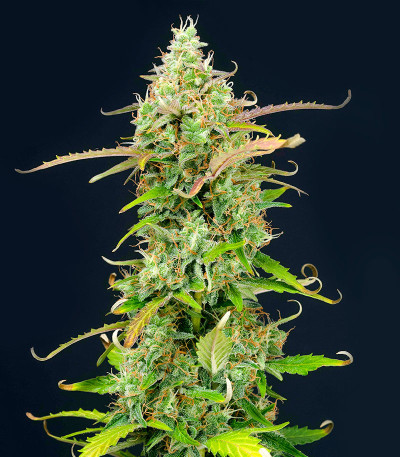 Семена сорта Gelato 2 Auto fem (Семяныч)