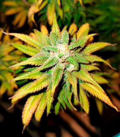 Семена сорта Glue Kripple fem (Dr. Krippling Seeds)