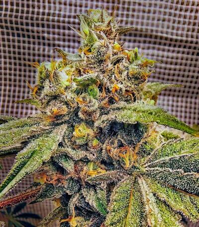 Семена сорта Lemon Cherry Runtz fem (FastBuds)