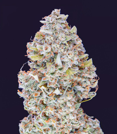 Семена сорта Orange Sherbet Auto fem (FastBuds)