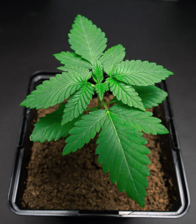 Семена сорта Glookies fem (Barney's Farm)