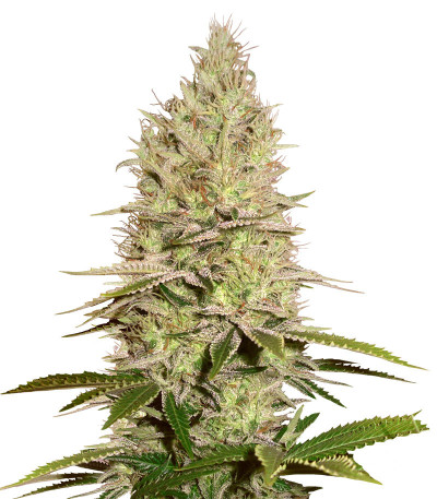 Семена сорта Ice Cream fem (Paradise Seeds)