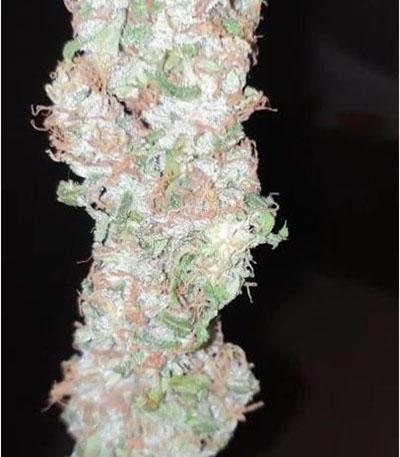 Семена сорта Extreme Impact Auto fem (Heavyweight Seeds)