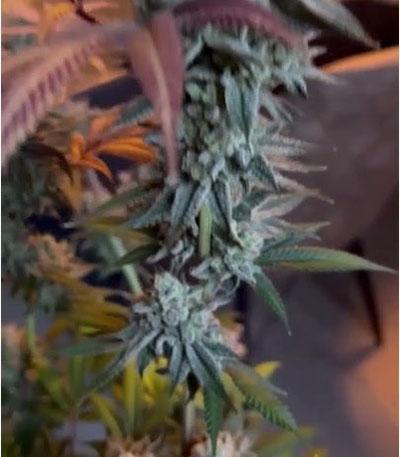 Семена сорта Persian Pie fem (Green House Seeds)