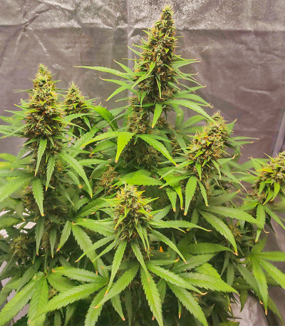 Семена сорта Auto Skywalker Haze fem (Dutch Passion)