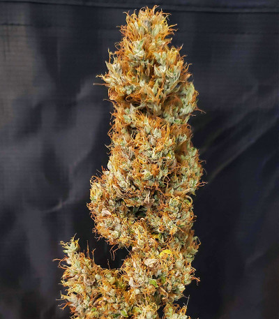 Семена сорта Gorilla Girl fem (Sweet Seeds)