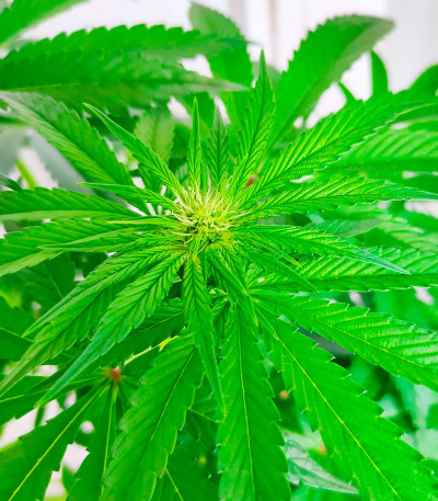 Семена конопли сорта White Widow