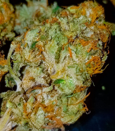 Семена конопли сорта Kush Mints Fast Version