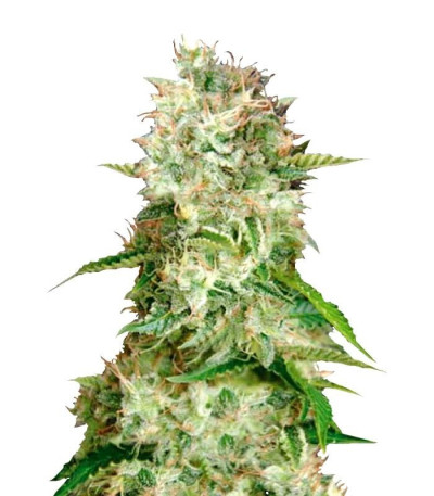 Семена сорта Auto Cheese fem (Bulk Seed Bank)