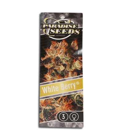 Семена сорта White Berry fem (Paradise Seeds)