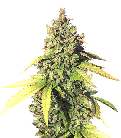 Микс семян конопли High THC Auto Mix fem (Семяныч)