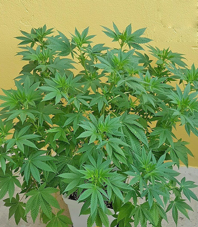 Семена сорта Grand Master Kush reg (Sumo Seeds)