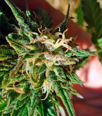 Семена сорта Hashberry reg (Mandala Seeds)