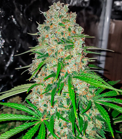 Семена сорта Watermelon Zkittlez Auto fem