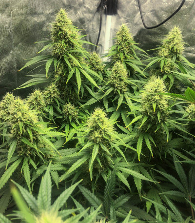 Семена сорта LSD auto fem (Семяныч)