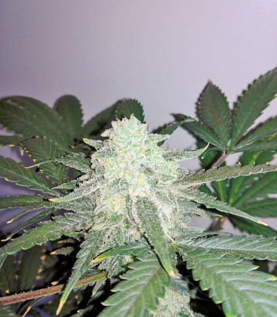 Семена сорта Sweet Skunk Auto fem (Sweet Seeds)