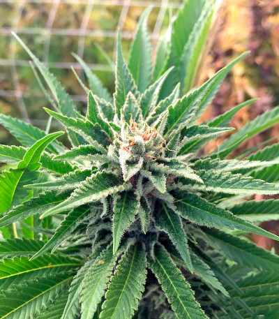 Семена сорта 707 Truthband by Emerald Mountain fem