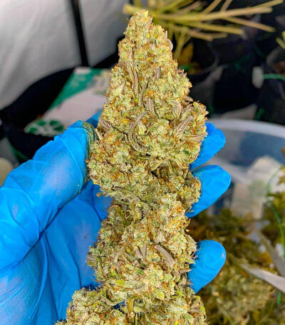 Семена сорта Zkittlez × Gorilla Glue fem (7CH Seeds & Cali Buds Seeds)