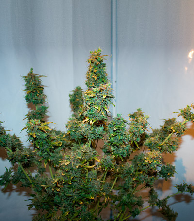 Семена сорта AFS Princess fem (AlphaFem Seeds)