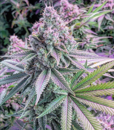 Семена сорта Gorilla Breath fem (Humboldt Seeds)