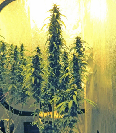 Семена сорта Royal Medic CBD fem (Royal Queen Seeds)