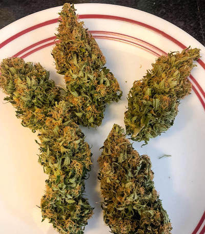 Семена сорта Pharaoh (Tutankhamon) fem (Семяныча)