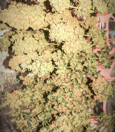 Семена сорта Pineapple Chunk fem (Семяныч)