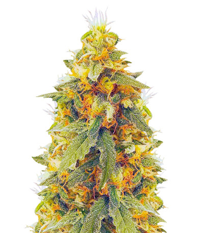 Семена сорта Northern Lights fem (Vision Seeds)