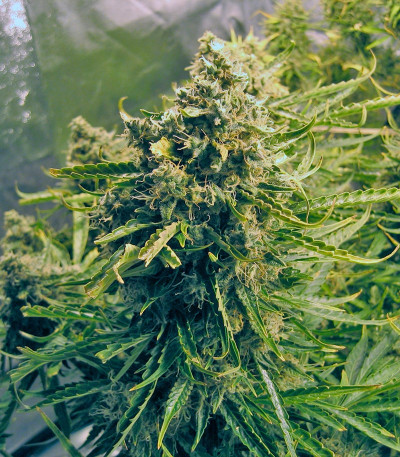 Семена сорта Think Different Auto fem (Dutch Passion)