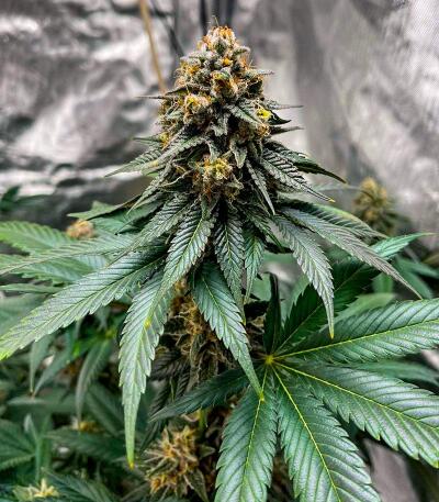 Семена сорта Booberry Cookies RBX fem (Ethos Genetics)