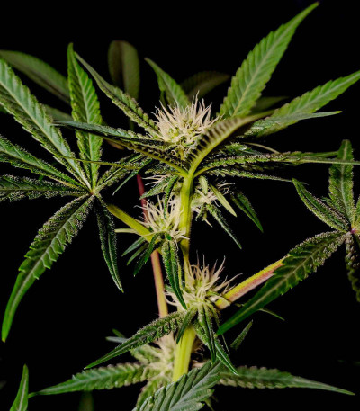 Семена сорта Chocolate Wafflez fem