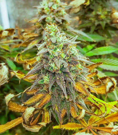 Семена сорта Gushers fem (7CH Seeds & Advanced Seeds)