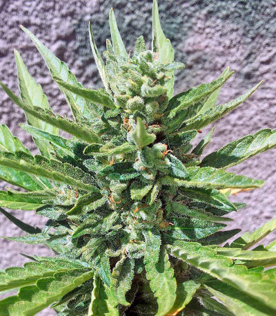 Семена сорта Industrial Plant fem