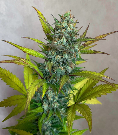 Семена сорта Jet Fuel Mandarine XL Auto fem (Sweet Seeds)