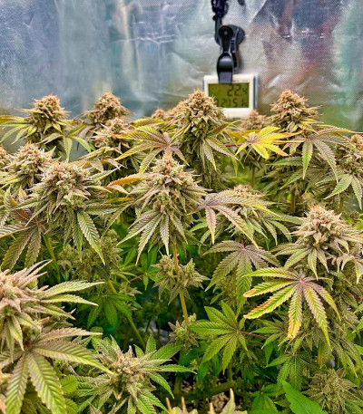 Семена сорта Lemon Mandarin fem (FastBuds)