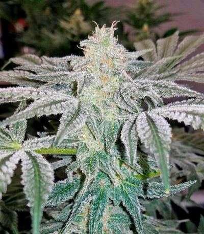 Семена сорта Mazar Kush fem (World of Seeds)
