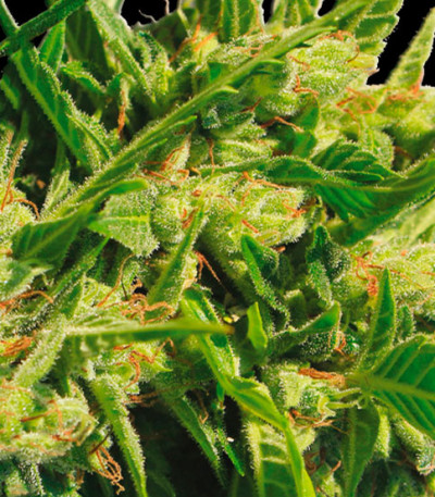 Семена сорта Northern Lights Auto Fem (Vision Seeds)