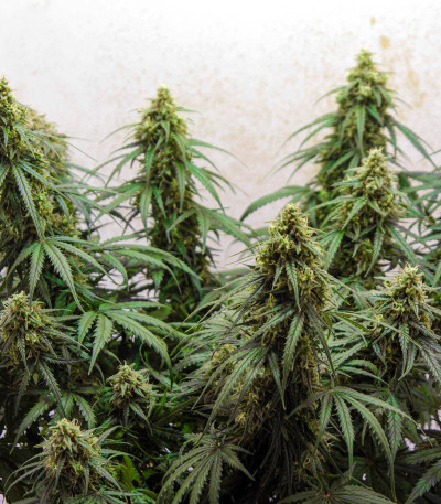 Семена сорта Six Shooter Auto fem (FastBuds)