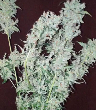 Семена сорта Gorilla 4 Autoflower fem (Easy Grow Seeds)