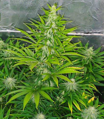 Семена сорта Eleven Roses fem (Delicious Seeds)