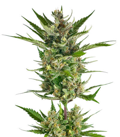 Семена сорта Bruce Banner × Pineapple (7CH Seeds & Cali Buds Seeds)