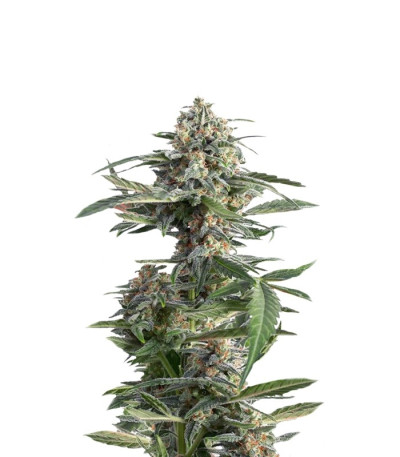 Семена сорта Critical Cheese Autoflowering fem (Dinafem Seeds)