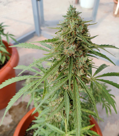 Семена сорта Auto Lennon fem (Pyramid Seeds)