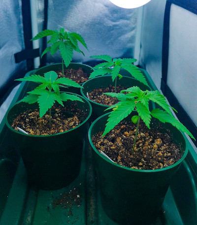 Семена сорта Banana Rapids fem (Dr. Krippling Seeds)