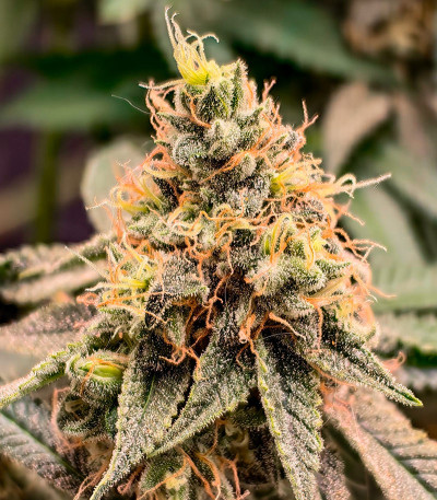 Семена сорта Grandmommy Purple fem (Herbies Seeds)