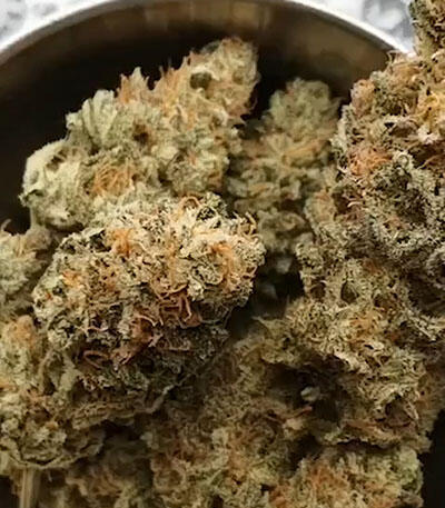 Семена сорта Peyote Critical fem (Barney's Farm)