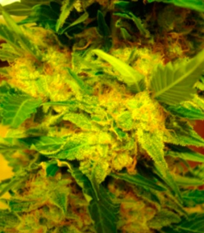 Семена сорта White Berry fem (VIP Seeds)